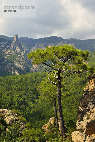 Laricio-Kiefer (Pinus nigra laricio) am Col de Bavella  Korsika  Frankreich