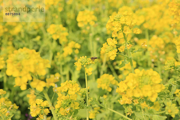 Field mustard