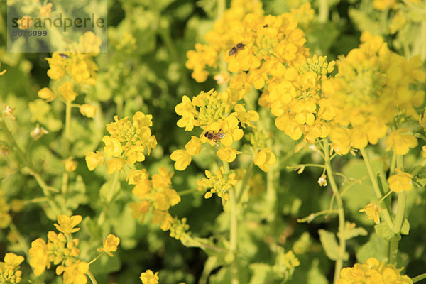 Field mustard