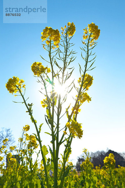 Field mustard