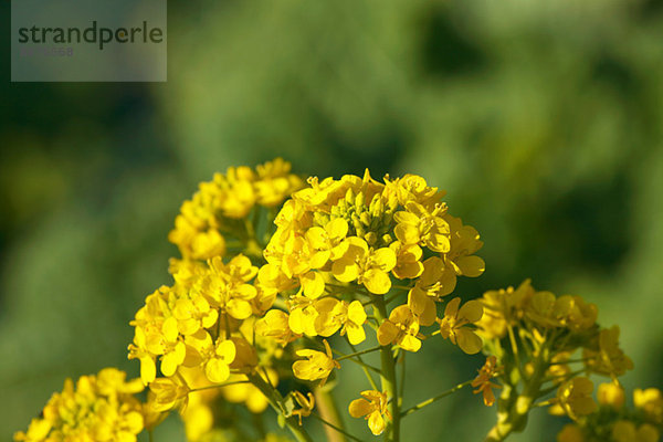 Field mustard