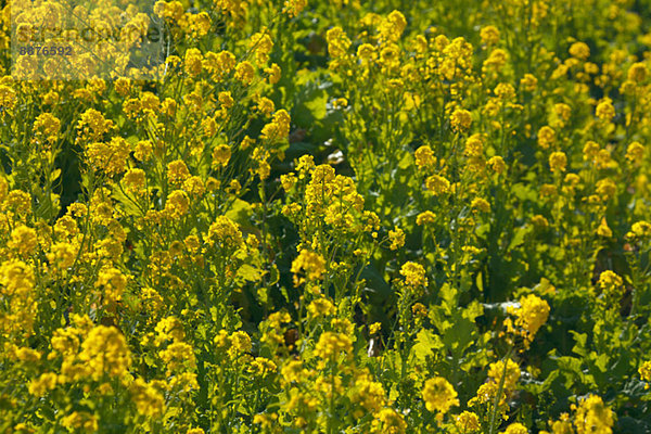 Field mustard