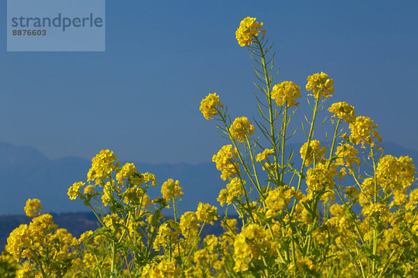 Field mustard