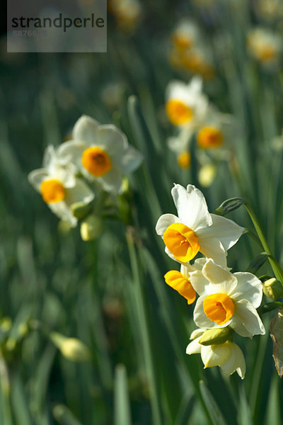 Narzissenblüte / Narcissus hyb.