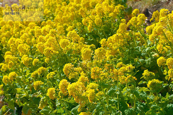 Field mustard