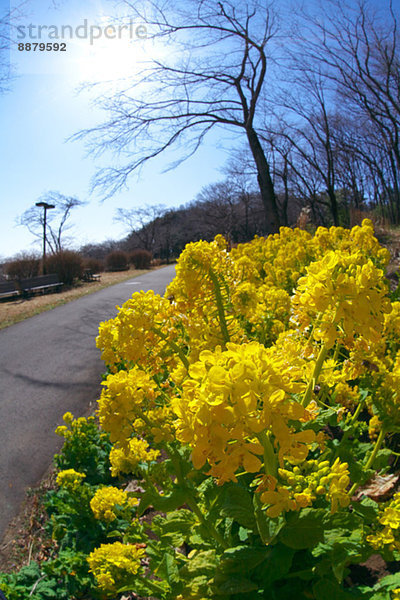 Field mustard