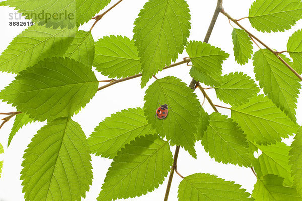 Pflanzenblatt  Pflanzenblätter  Blatt  grün  Marienkäfer