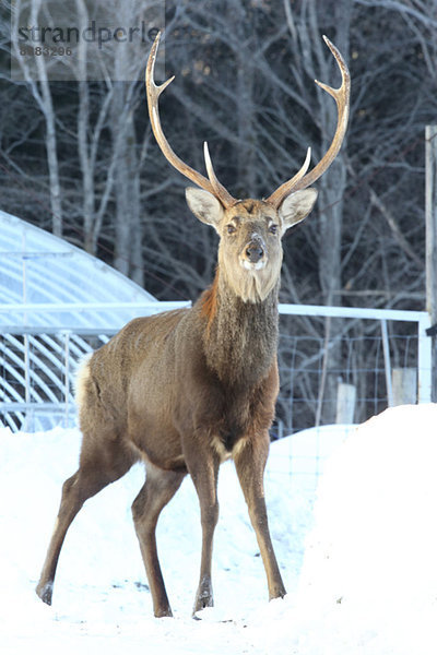 Hirsch  Hokkaido