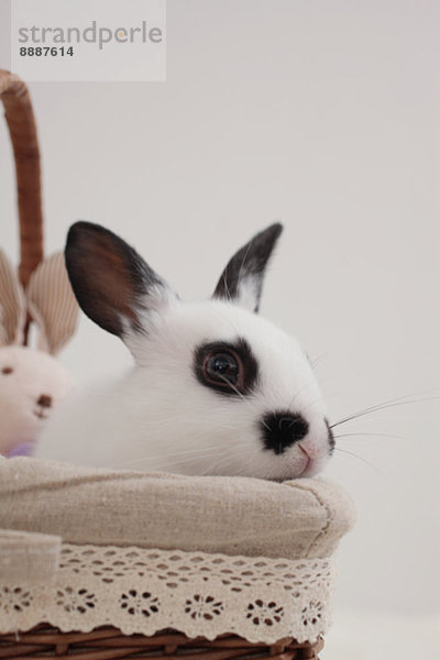 Mini rabbit