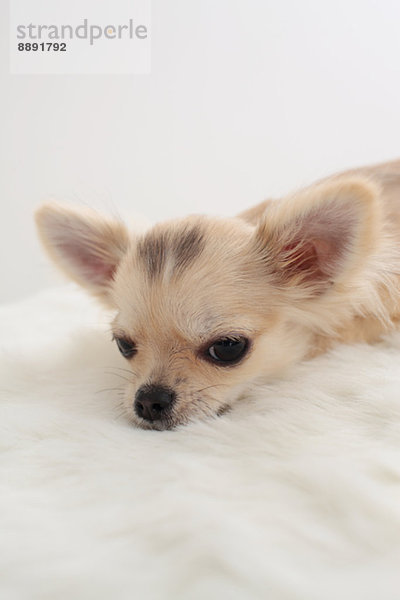 Chihuahua Chihuahuas