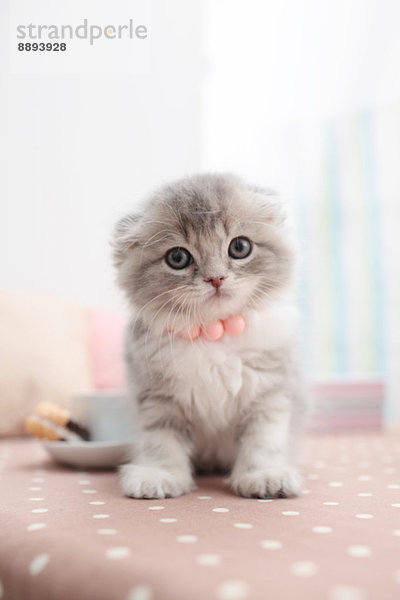 Scottish Fold