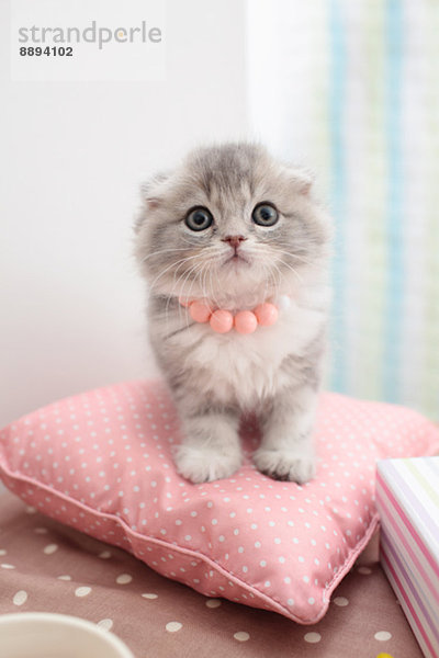 Scottish Fold