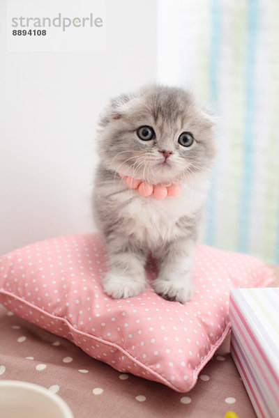 Scottish Fold