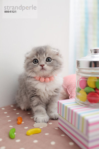 Scottish Fold