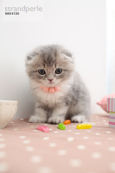 Scottish Fold