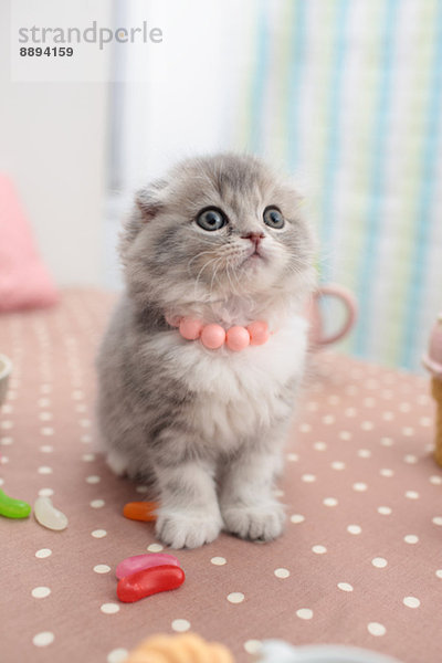 Scottish Fold