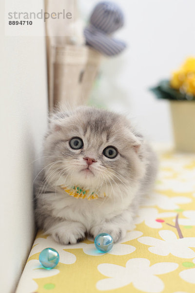 Scottish Fold