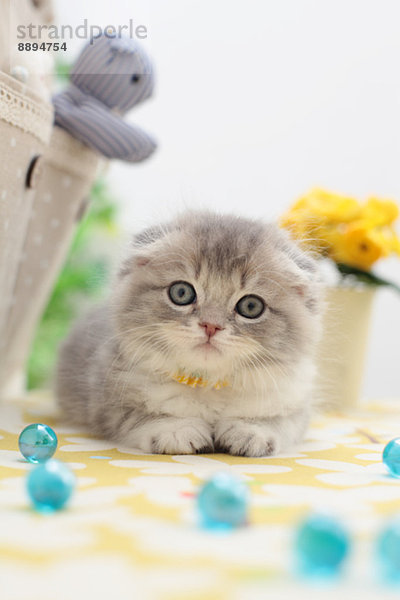 Scottish Fold