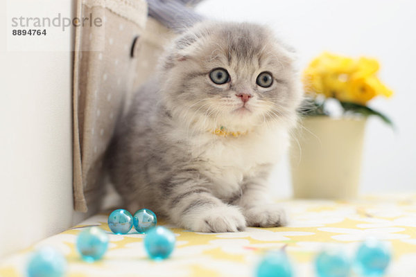 Scottish Fold