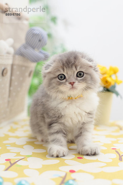 Scottish Fold