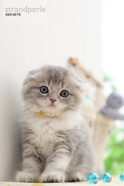 Scottish Fold