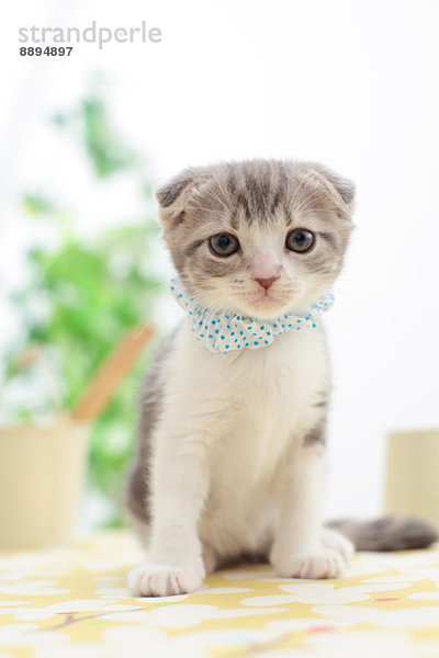 Scottish Fold