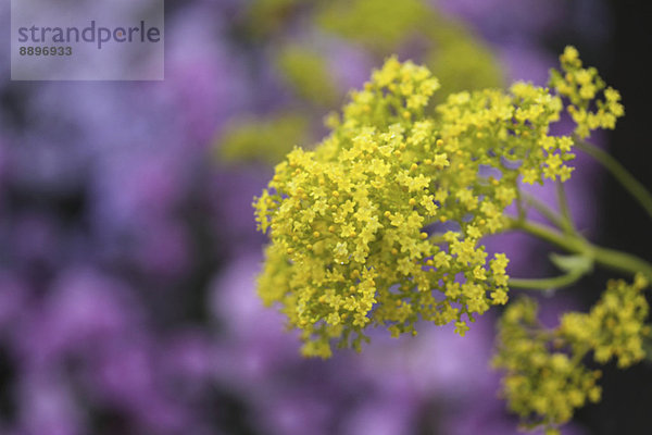 Golden Lace