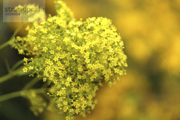 Golden Lace