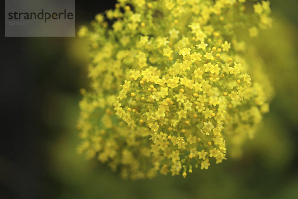 Golden Lace