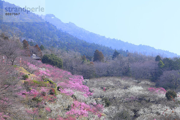 Plum forest