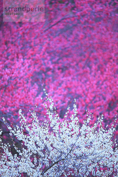 Plum blossoms