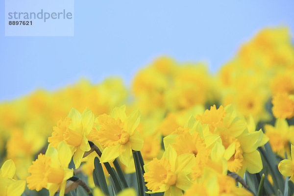 Narzissenblüte / Narcissus hyb.