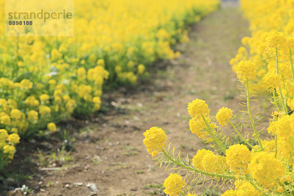 Field mustard