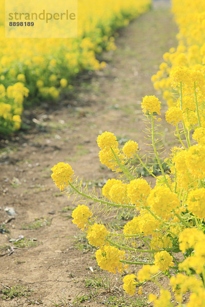 Field mustard