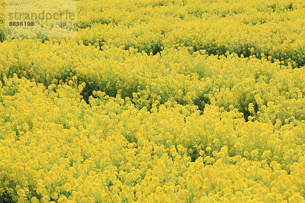 Field mustard