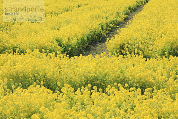 Field mustard