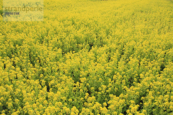 Field mustard