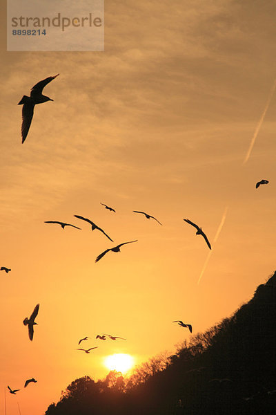 fliegen  fliegt  fliegend  Flug  Flüge  Sonnenuntergang  Vogel