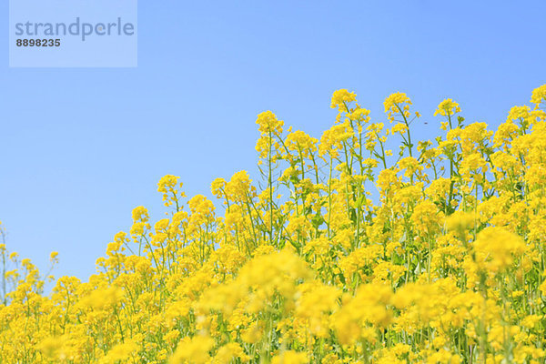 Field mustard