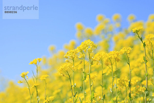 Field mustard