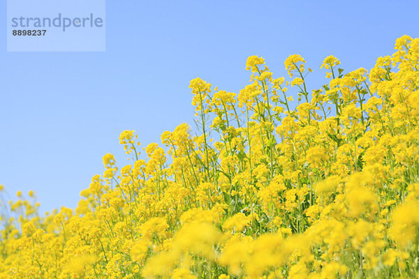 Field mustard