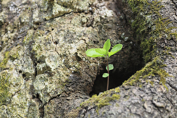 Sprouting leaves