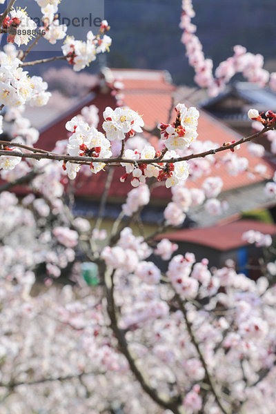 Nagano Japan