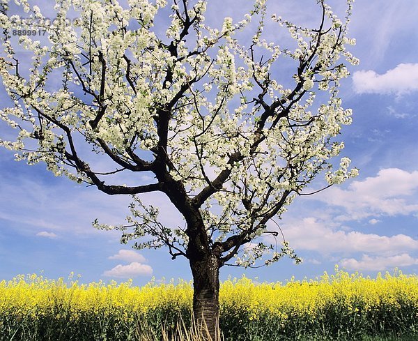 Europa  Baum  Frucht  Blüte  Feld  Deutschland  Schwäbische Alb