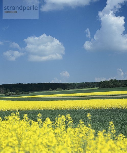 Europa  Rapsfeld  Deutschland  Schwäbische Alb