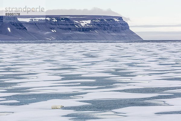 Bär  Geschwindigkeit  Eis  pirschen  Nordamerika  Seelöwe  Erwachsener  Kanada  Nunavut