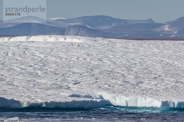 Bär  Eisberg  Hafen  groß  großes  großer  große  großen  Nordamerika  Erwachsener  Arktis  Kanada  Nunavut