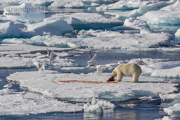 Bär  Nordamerika  töten  Erwachsener  Kanada  Nunavut  Robbe