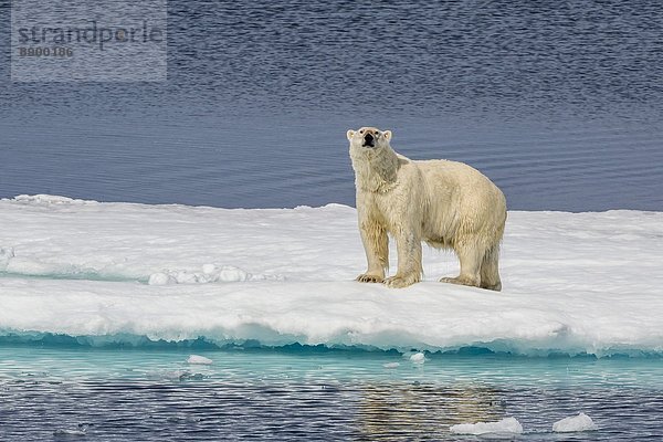 Bär  Eis  Nordamerika  Eisscholle  Erwachsener  Kanada  Nunavut