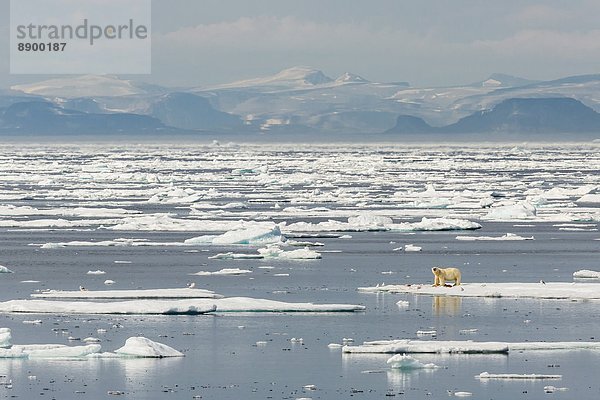 Bär  Eis  Nordamerika  töten  Eisscholle  Erwachsener  Kanada  Nunavut  Robbe